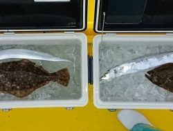 火遠理丸(ほおりまる) 釣果