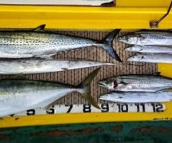 火遠理丸(ほおりまる) 釣果