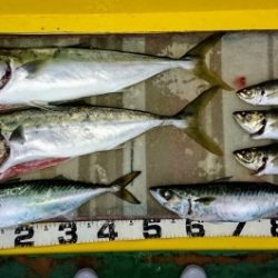 火遠理丸(ほおりまる) 釣果