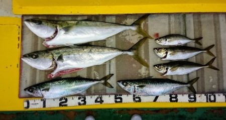 火遠理丸(ほおりまる) 釣果