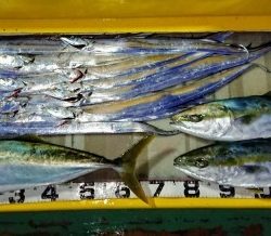 火遠理丸(ほおりまる) 釣果