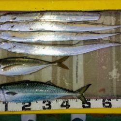 火遠理丸(ほおりまる) 釣果