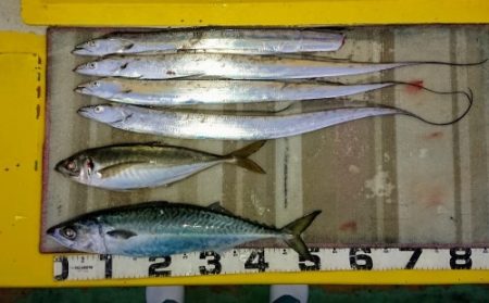 火遠理丸(ほおりまる) 釣果