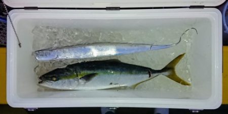 火遠理丸(ほおりまる) 釣果