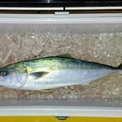 火遠理丸(ほおりまる) 釣果