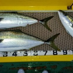 火遠理丸(ほおりまる) 釣果