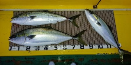 火遠理丸（ほおりまる） 釣果