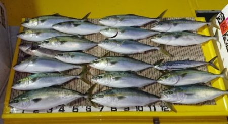 火遠理丸（ほおりまる） 釣果