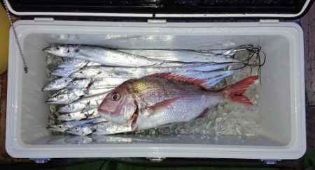 火遠理丸（ほおりまる） 釣果