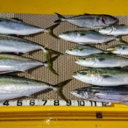 火遠理丸(ほおりまる) 釣果