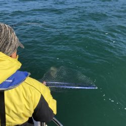 Magic(マジック) 釣果