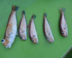 久里浜黒川本家 釣果