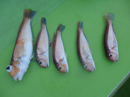 久里浜黒川本家 釣果