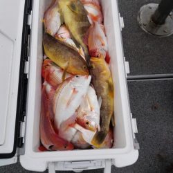 第二大福丸 釣果