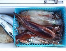 利八丸 釣果