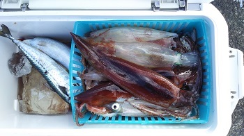 利八丸 釣果