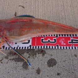 気仙沼　つり丸 釣果