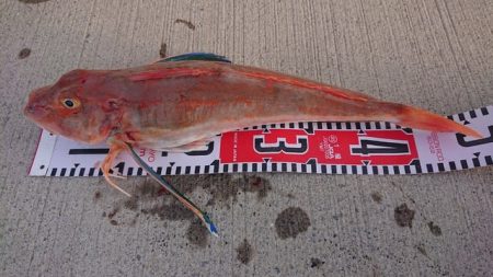 気仙沼　つり丸 釣果