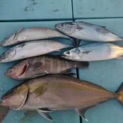 あき丸 釣果