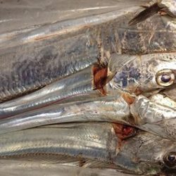 スカイマリン 釣果