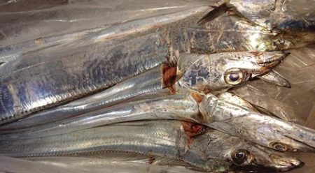 スカイマリン 釣果