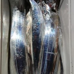 スカイマリン 釣果