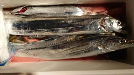 スカイマリン 釣果