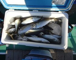 久里浜黒川本家 釣果