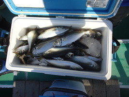 久里浜黒川本家 釣果