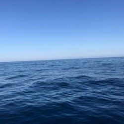 へいみつ丸 釣果