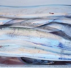 遊漁船 ニライカナイ 釣果