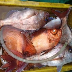 第二むつ漁丸 釣果