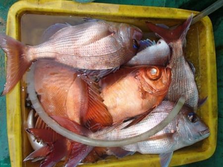 第二むつ漁丸 釣果