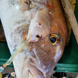 遊漁船 ニライカナイ 釣果