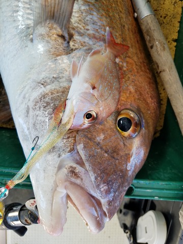遊漁船 ニライカナイ 釣果
