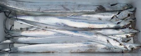 遊漁船 ニライカナイ 釣果