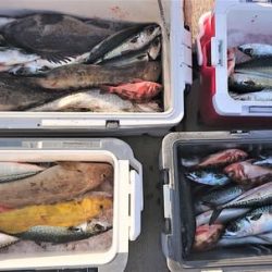 気仙沼　つり丸 釣果