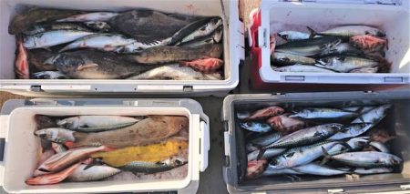 気仙沼　つり丸 釣果