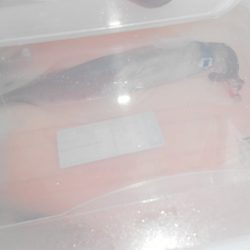 こうゆう丸 釣果