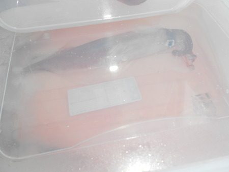 こうゆう丸 釣果