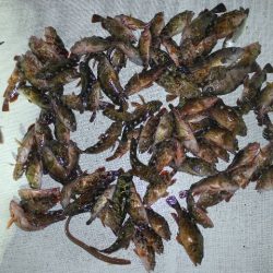 TOPGUN名古屋 釣果