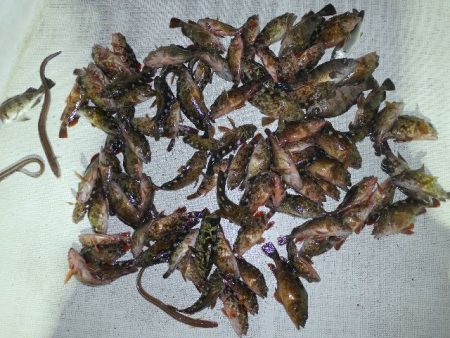 TOPGUN名古屋 釣果