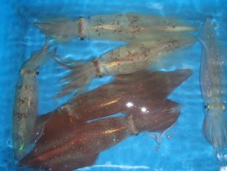 第二むつ漁丸 釣果