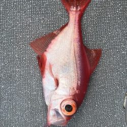 へいみつ丸 釣果