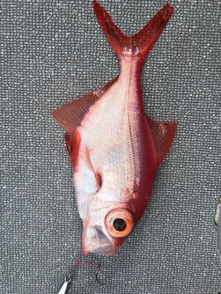 へいみつ丸 釣果