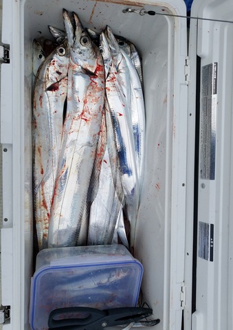 遊漁船 ニライカナイ 釣果