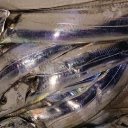 スカイマリン 釣果