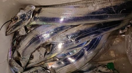 スカイマリン 釣果