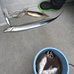 へいみつ丸 釣果