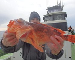 久里浜黒川本家 釣果